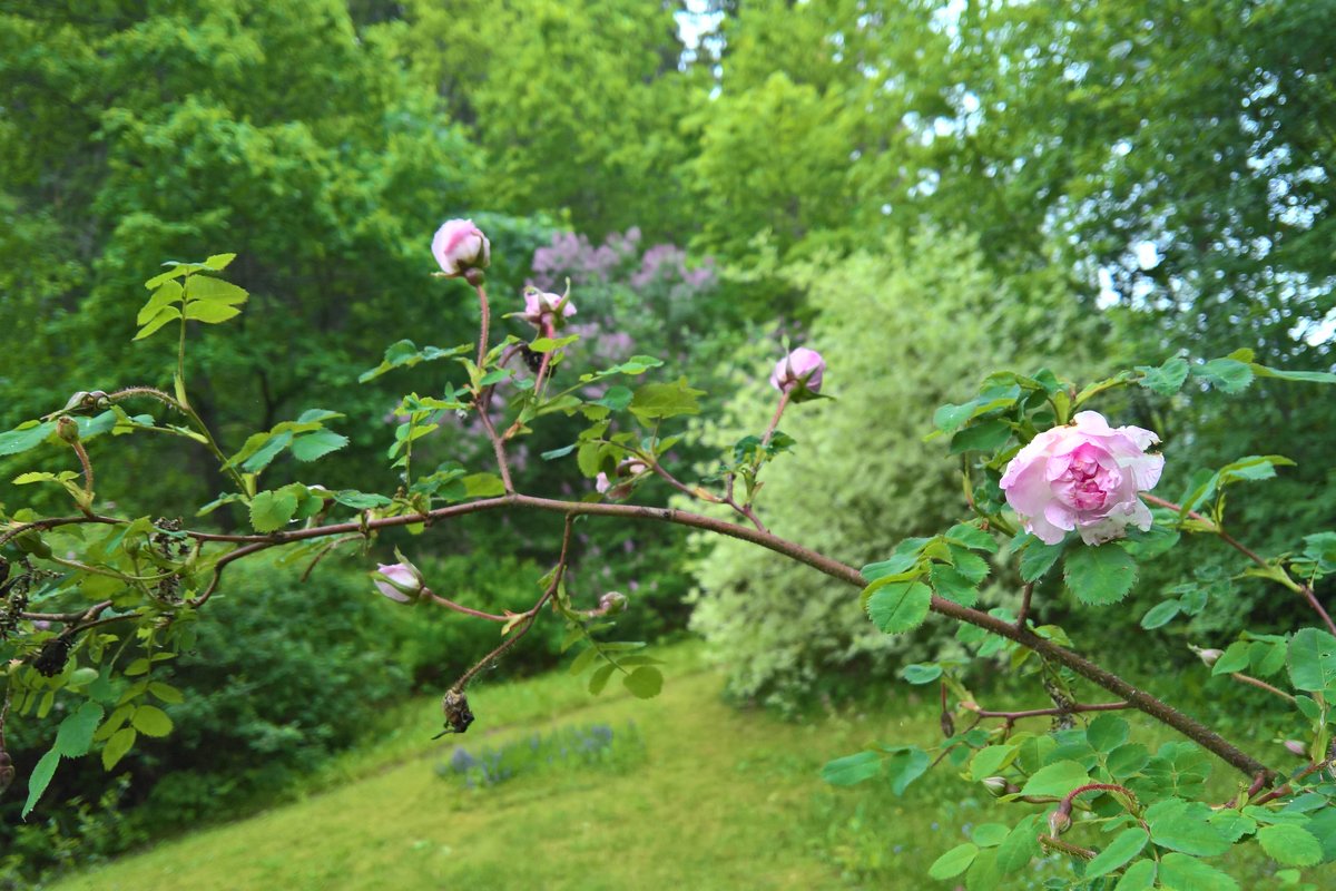 Kesäkahvila