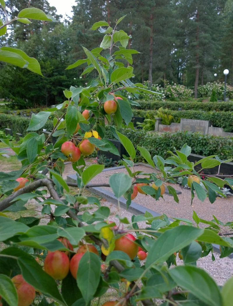 Omenapuu Artjärven hautausmaalla.
