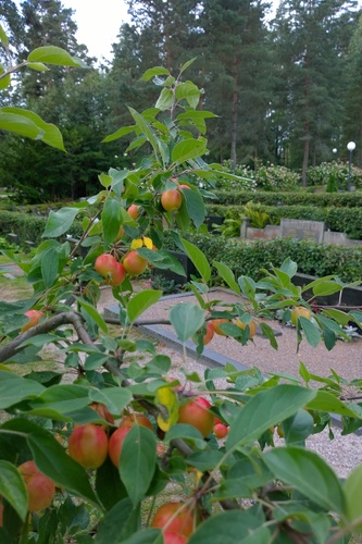 Artjärven hautausmaa Artjärven hautausmaa