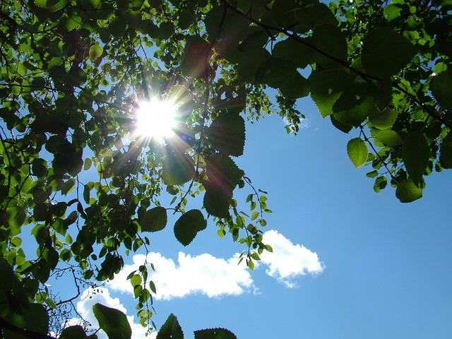 puiden latvojen välistä pilkistää aurinko, sininen taivas ja valkoisia pilviä